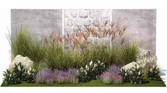 Garden with lavender bushes Spathiphyllum Miscanthus 1397