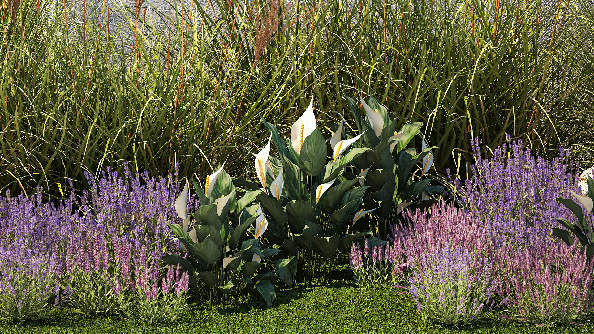 Garden with lavender bushes Spathiphyllum Miscanthus 1397 3D model_4