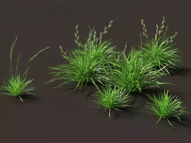 Lolium perenne -  Perennial ryegrass 01 Grass 