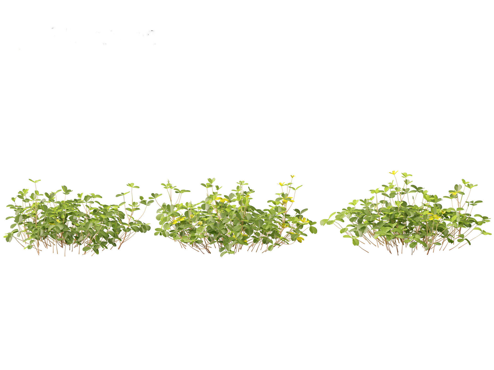 Oxalis corniculata - creeping woodsorrel 01 Grass 3D model_7