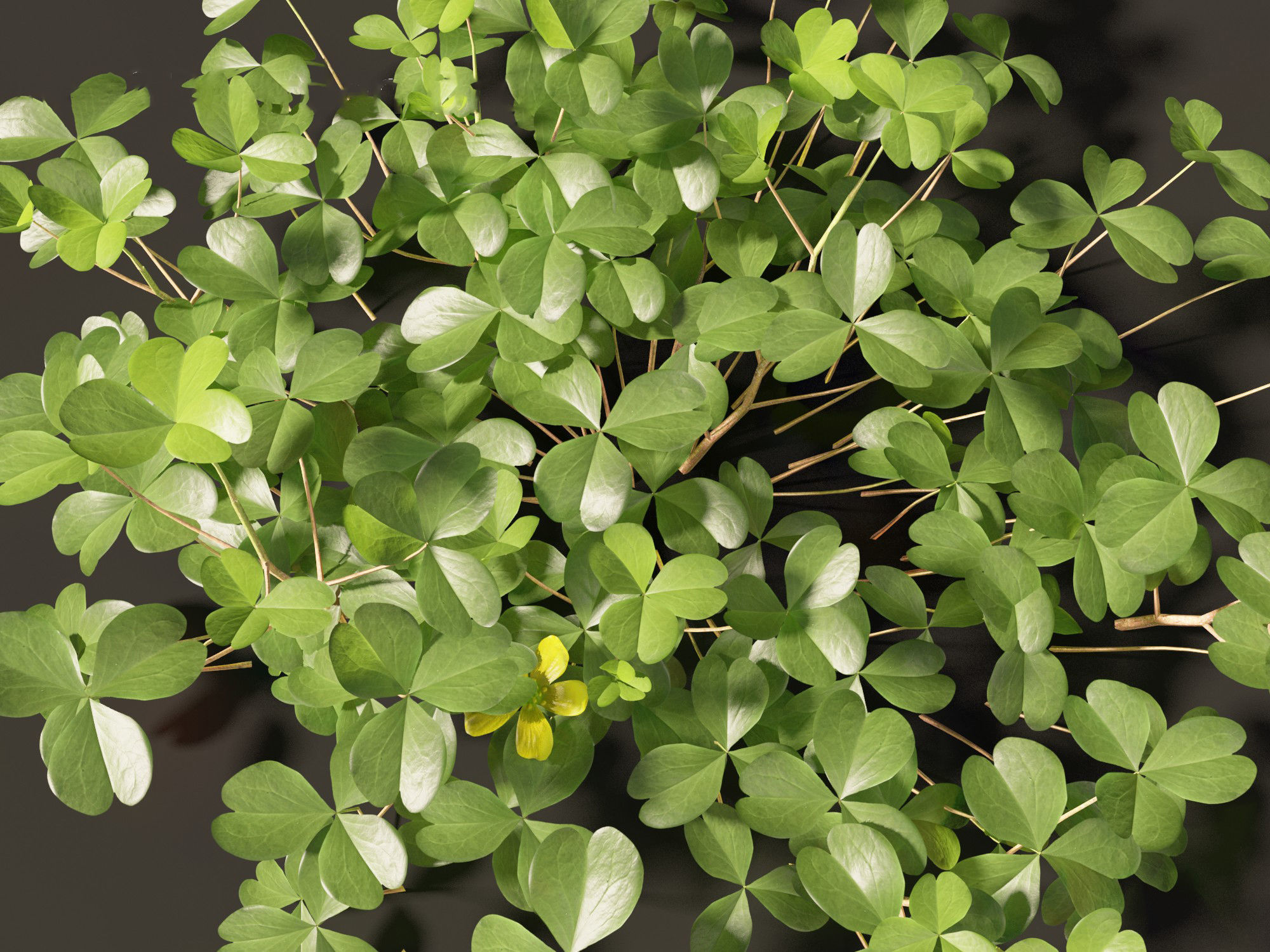 Oxalis corniculata - creeping woodsorrel 01 Grass 3D model_10