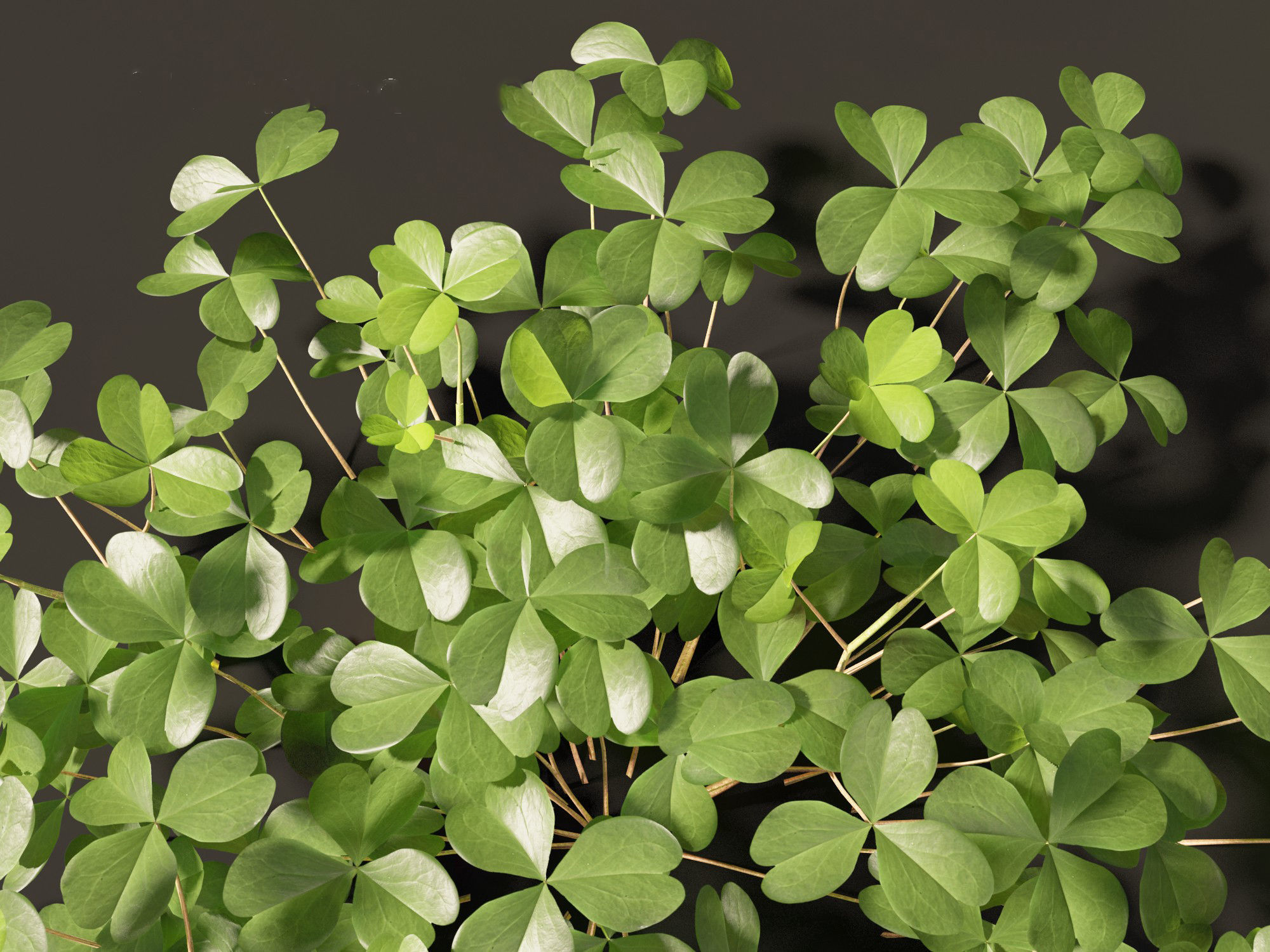 Oxalis corniculata - creeping woodsorrel 01 Grass 3D model_9