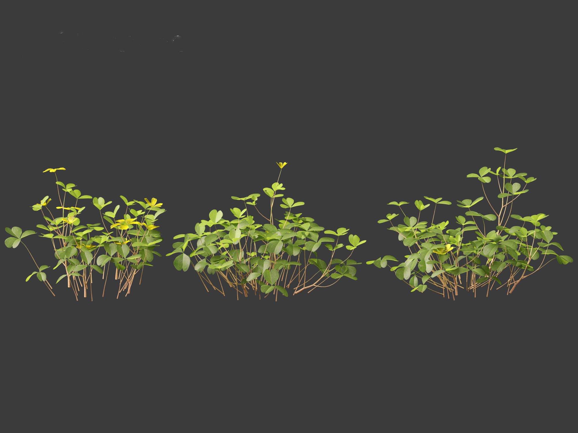 Oxalis corniculata - creeping woodsorrel 01 Grass 3D model_8