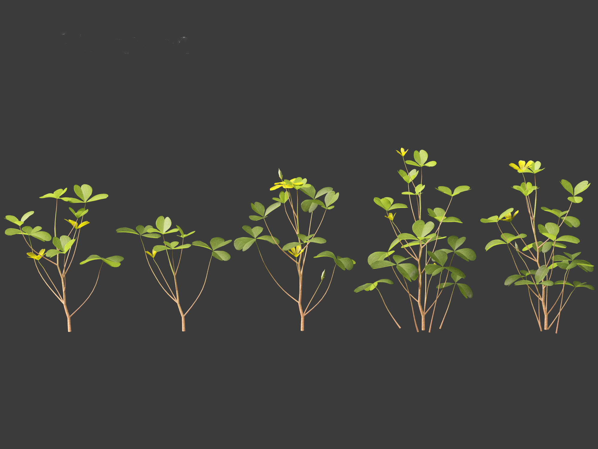 Oxalis corniculata - creeping woodsorrel 01 Grass 3D model_4