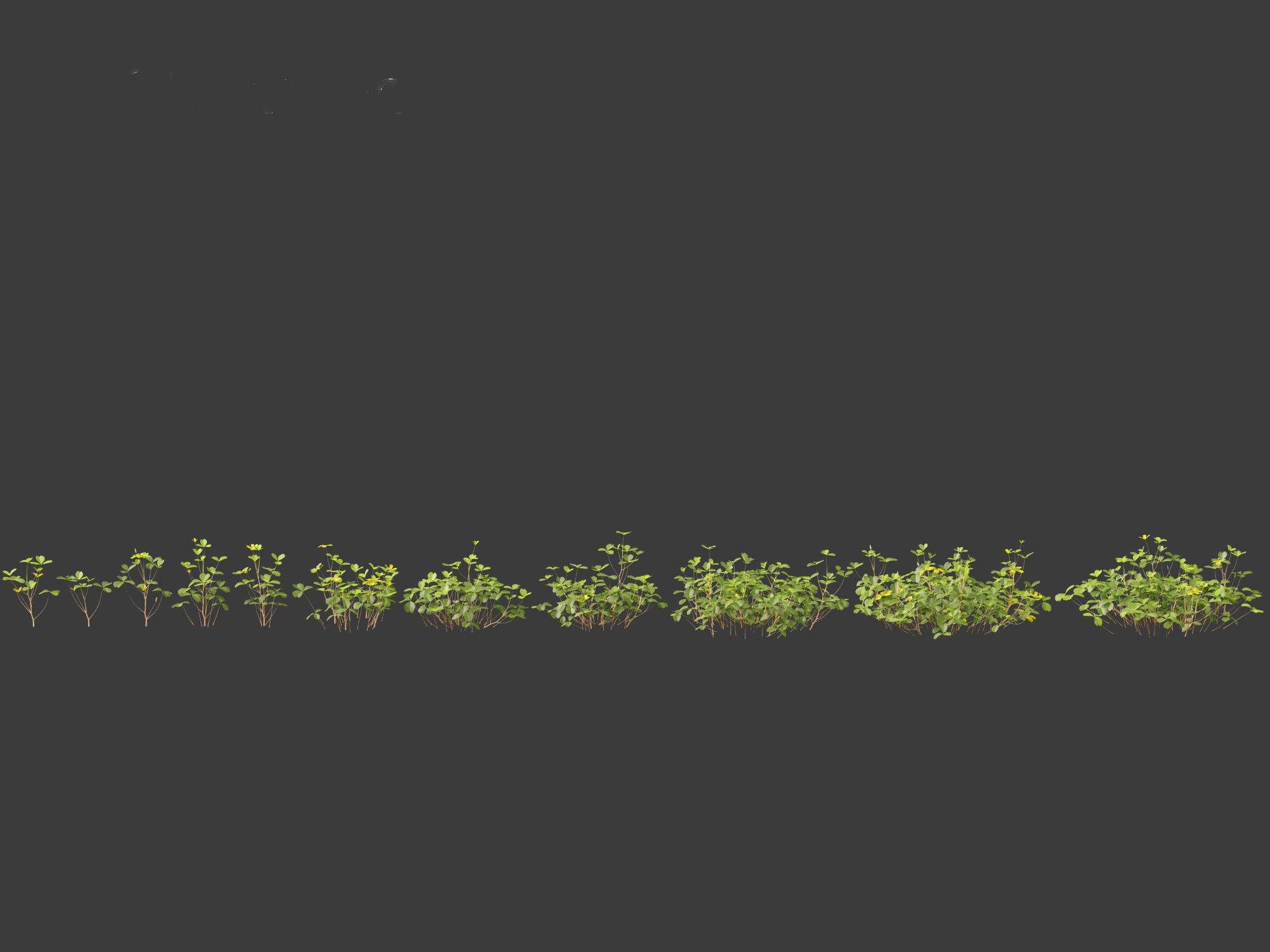 Oxalis corniculata - creeping woodsorrel 01 Grass 3D model_2