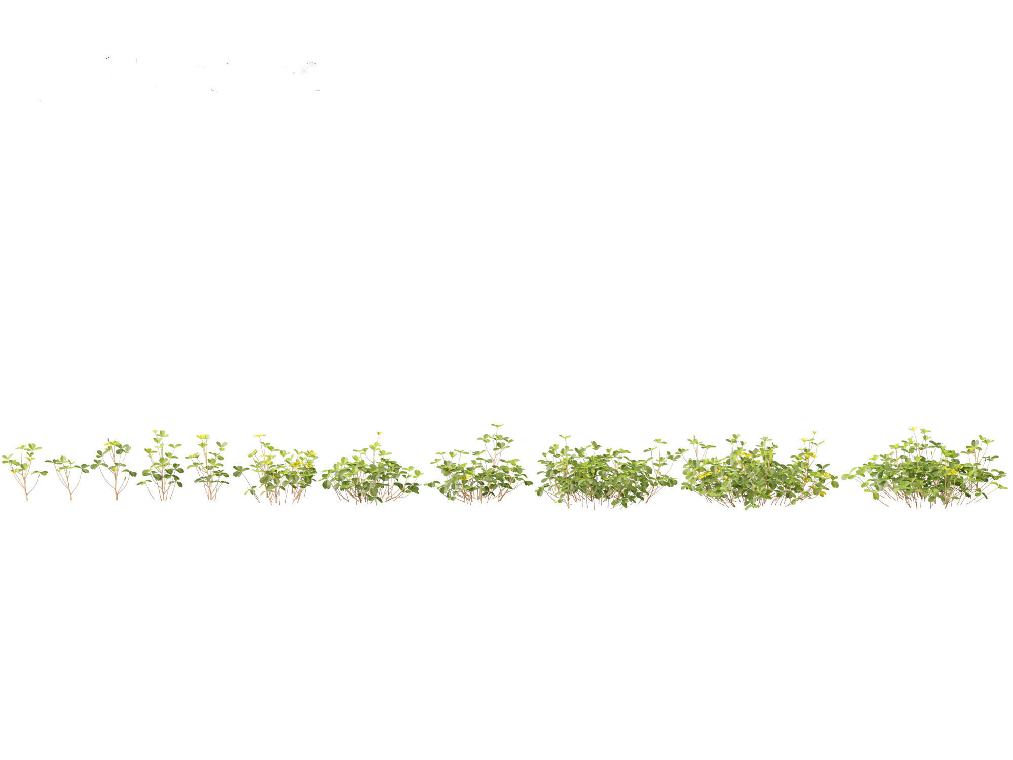 Oxalis corniculata - creeping woodsorrel 01 Grass 3D model_1
