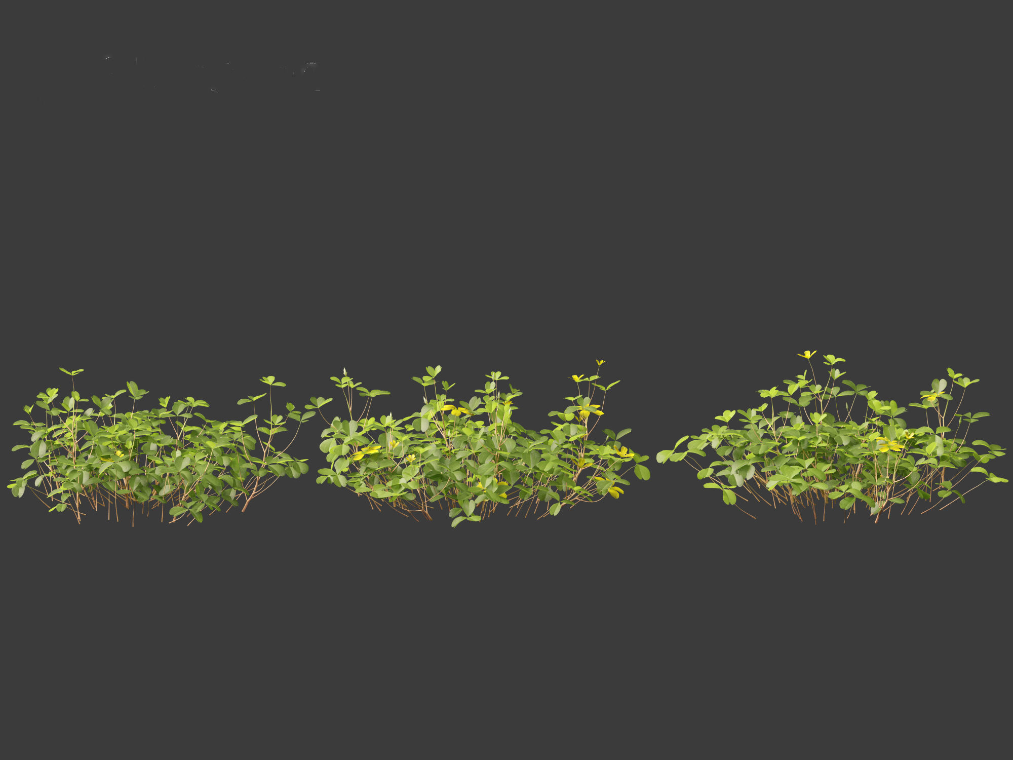 Oxalis corniculata - creeping woodsorrel 01 Grass 3D model_6