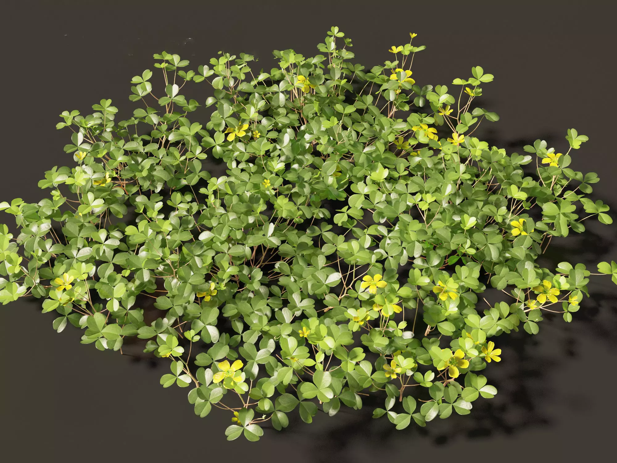 Oxalis corniculata - creeping woodsorrel 01 Grass 3D model_0