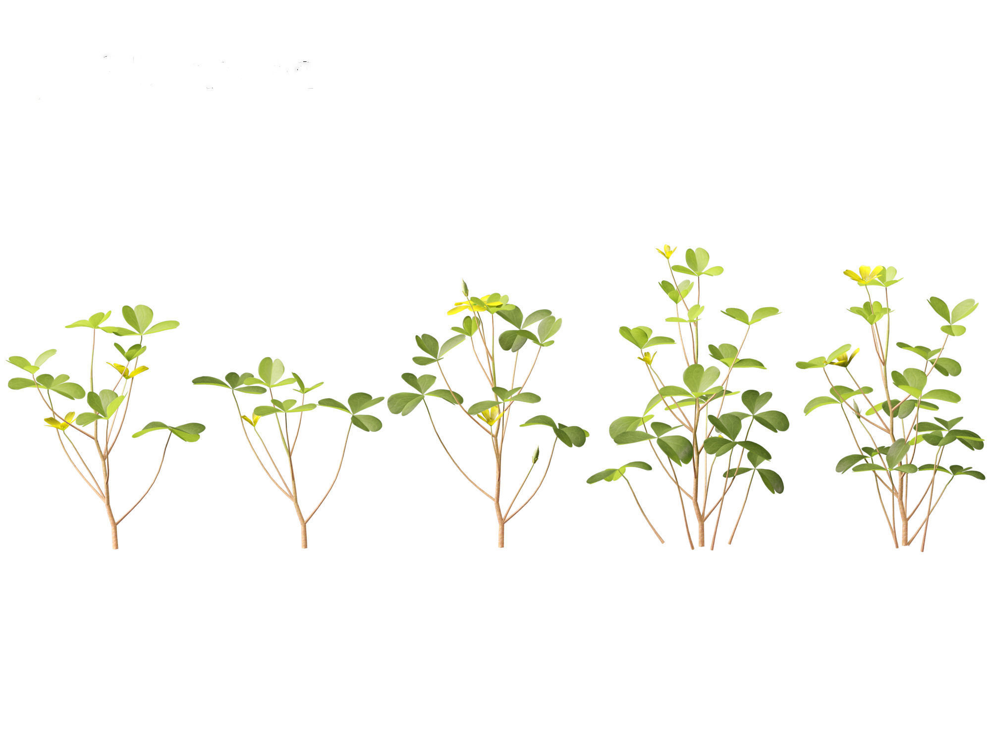 Oxalis corniculata - creeping woodsorrel 01 Grass 3D model_3