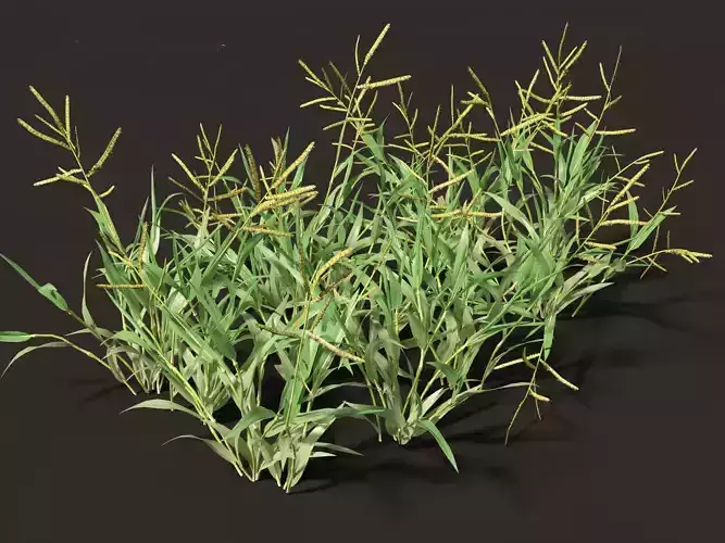 Paspalum wettsteinii - Broadleaf Paspalum 01 Grass