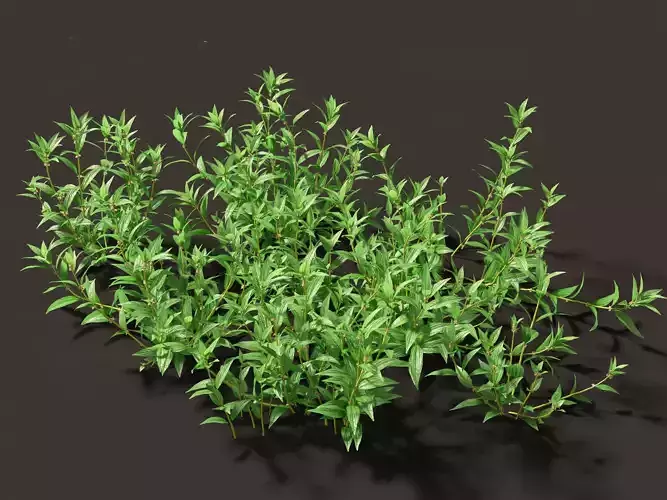 Pouzolzia zeylanica - Graceful Pouzolzsbush 01 Grass 