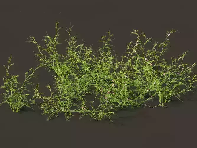 Vicia sepium - bush vetch 01 Grass