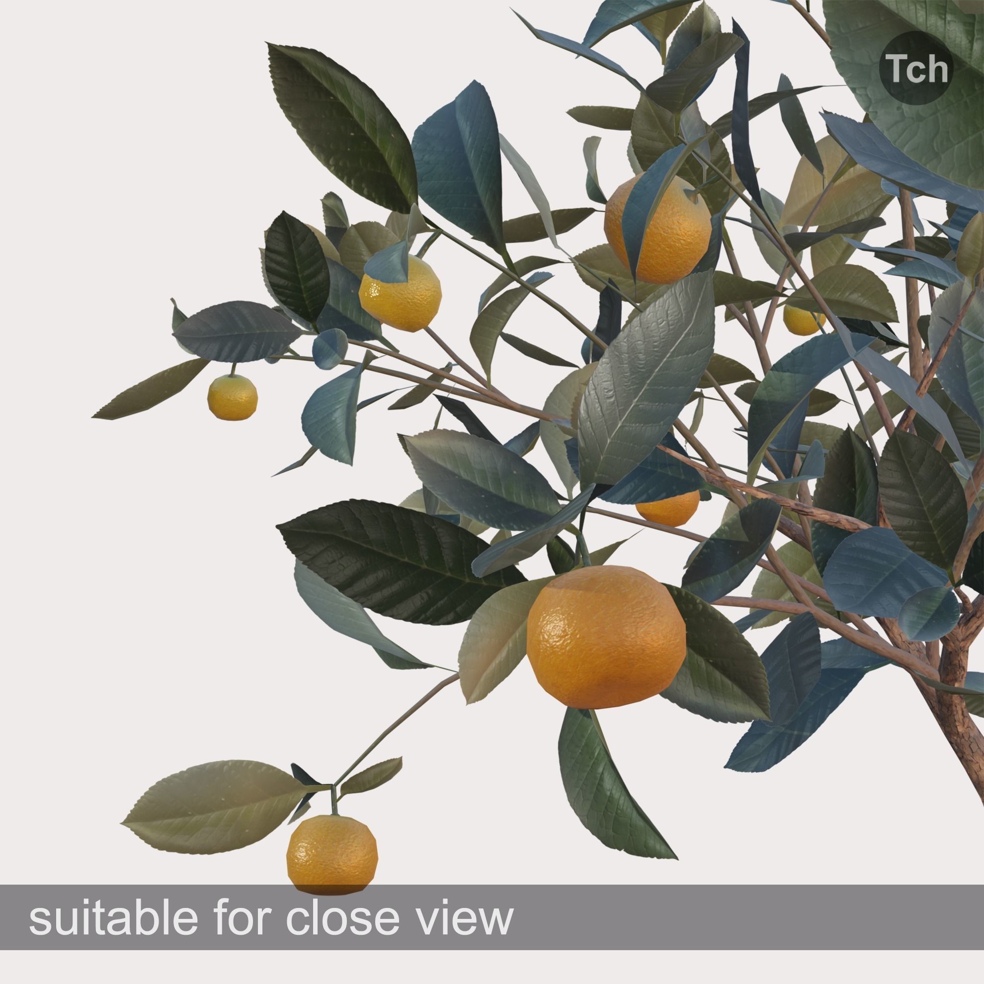 Mandarin tree in a pot Low-poly 3D model_5