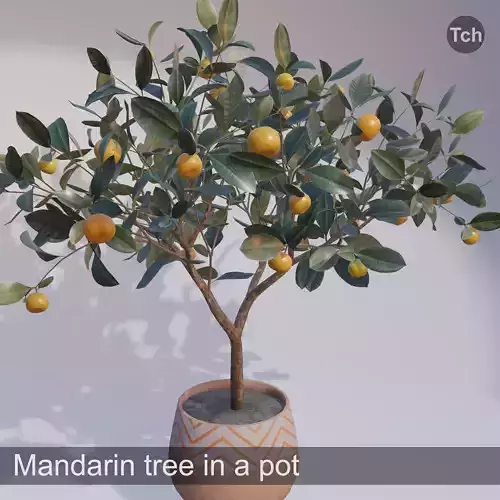 Mandarin tree in a pot