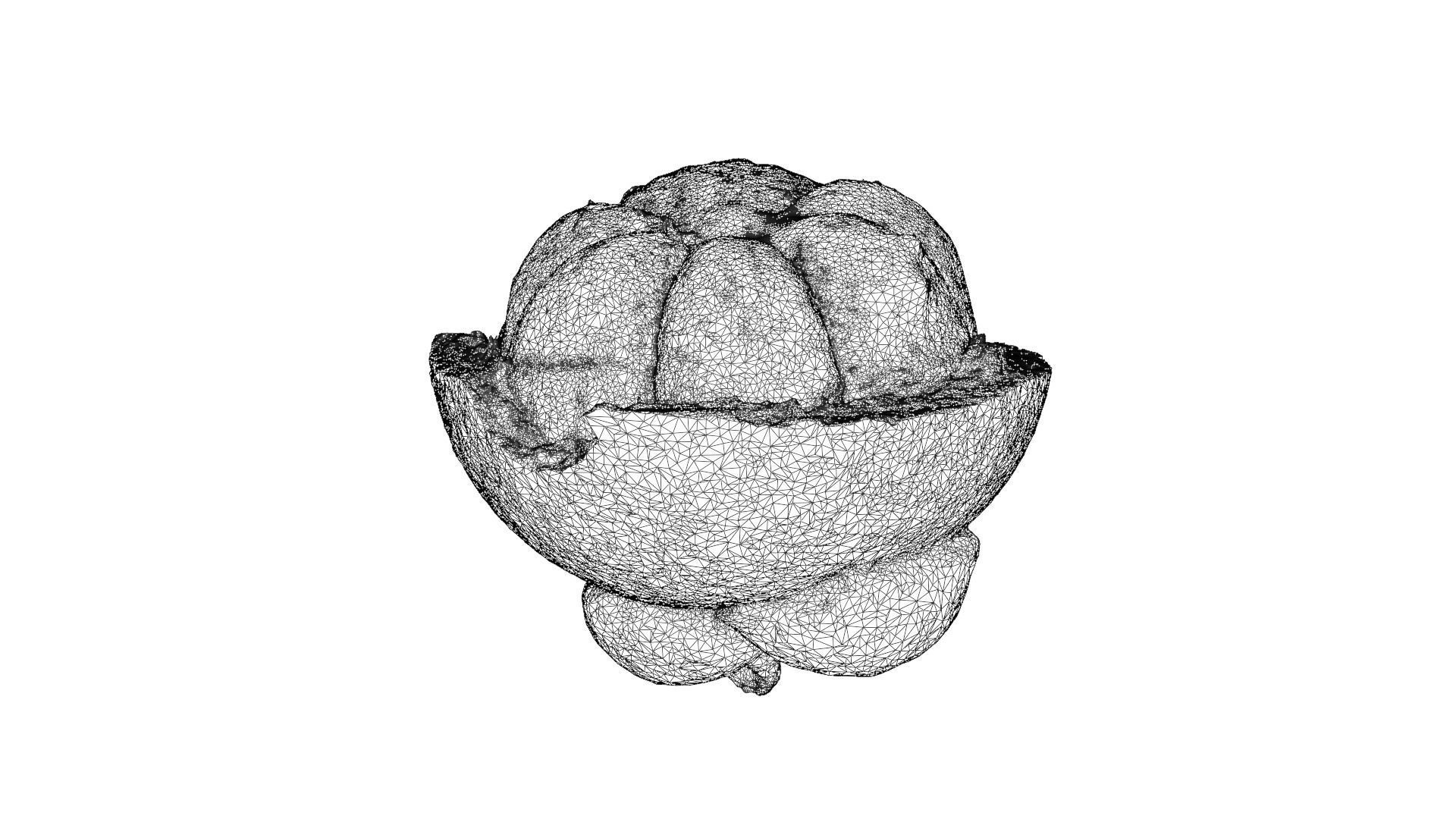 MANGOSTEEN FLESH 3D model_7