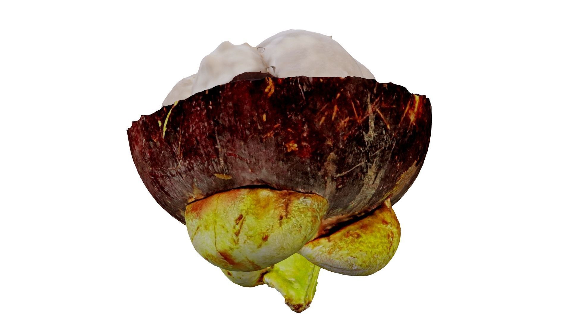 MANGOSTEEN FLESH 3D model_1