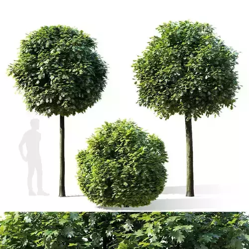 Quercus palustris Green Dwarf