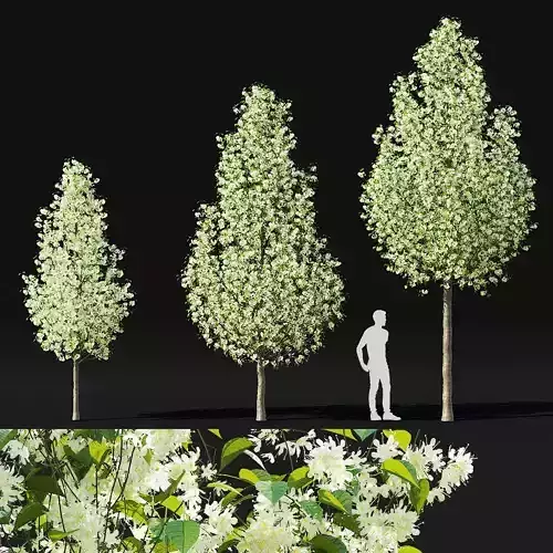  Pyrus calleryana chanticlee flowering