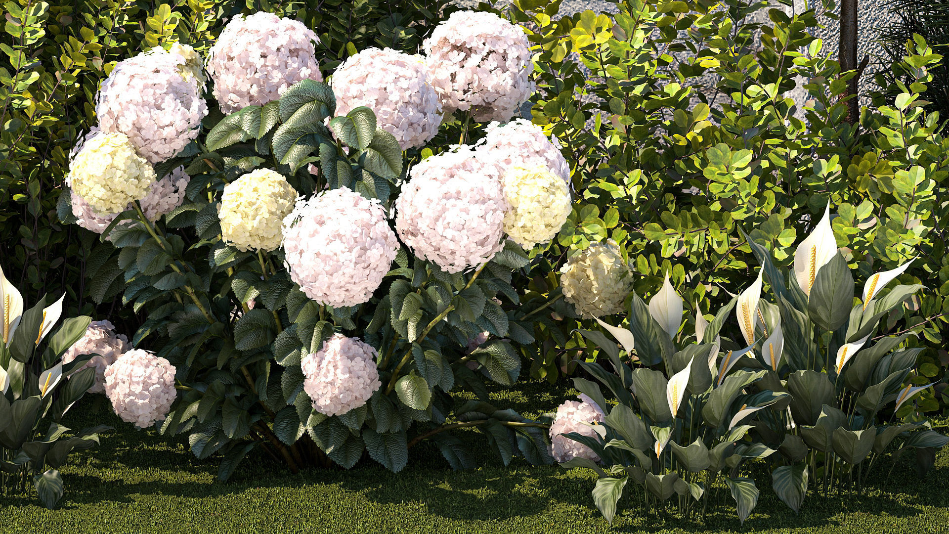 Garden Spathiphyllum Thuja Hydrangea Berberis 1399 3D model_4