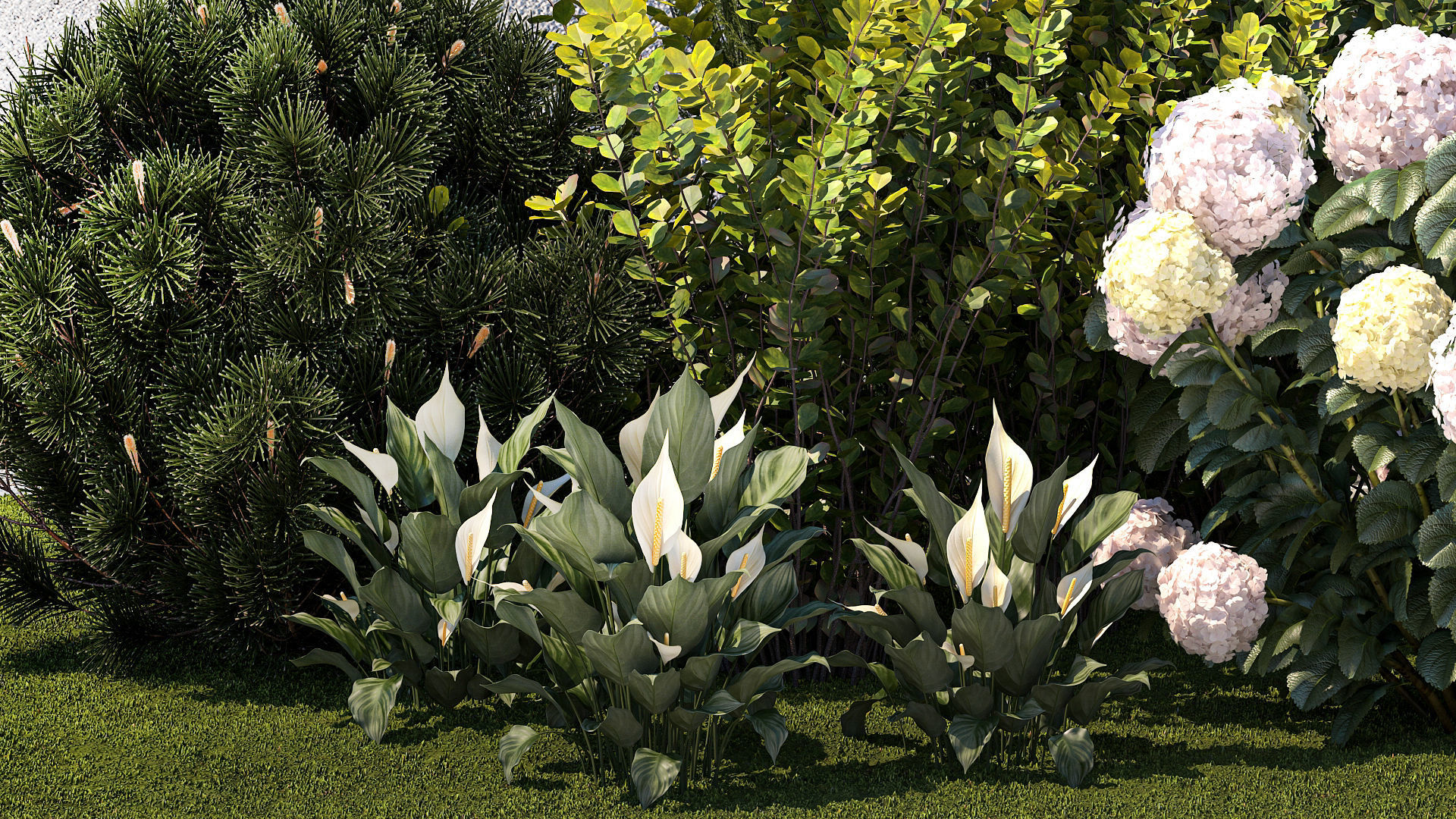 Garden Spathiphyllum Thuja Hydrangea Berberis 1399 3D model_5