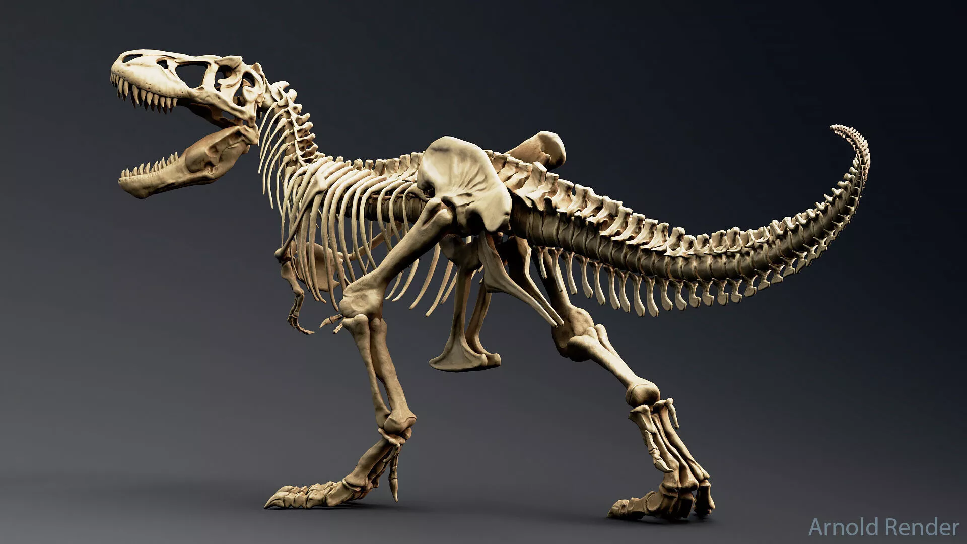 Dinosaur Tyrannosaurus Rex Sue Skeleton -UnrealEngine and Unity Low-poly 3D model