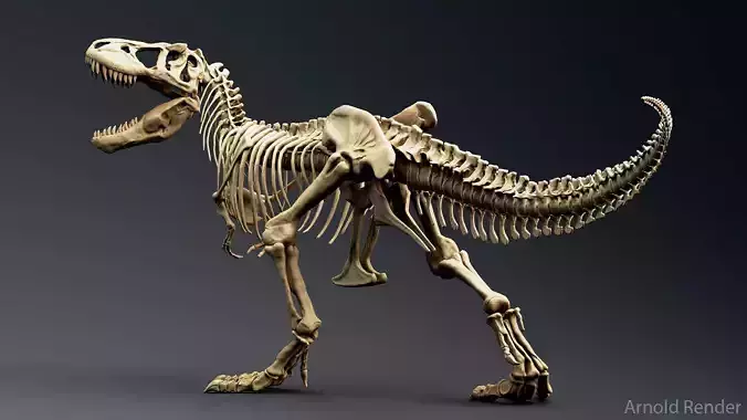 Tyrannosaurus Rex Sue Skeleton -Unreal Engine and Unity Project Low-poly 3D model