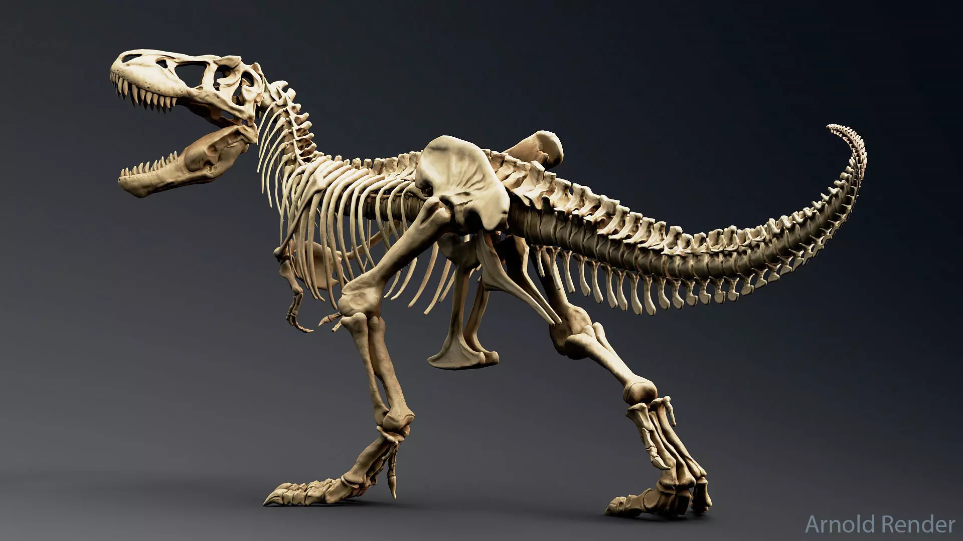 Dinosaur Tyrannosaurus Rex Sue Skeleton -UnrealEngine and Unity  Low-poly 3D model_0