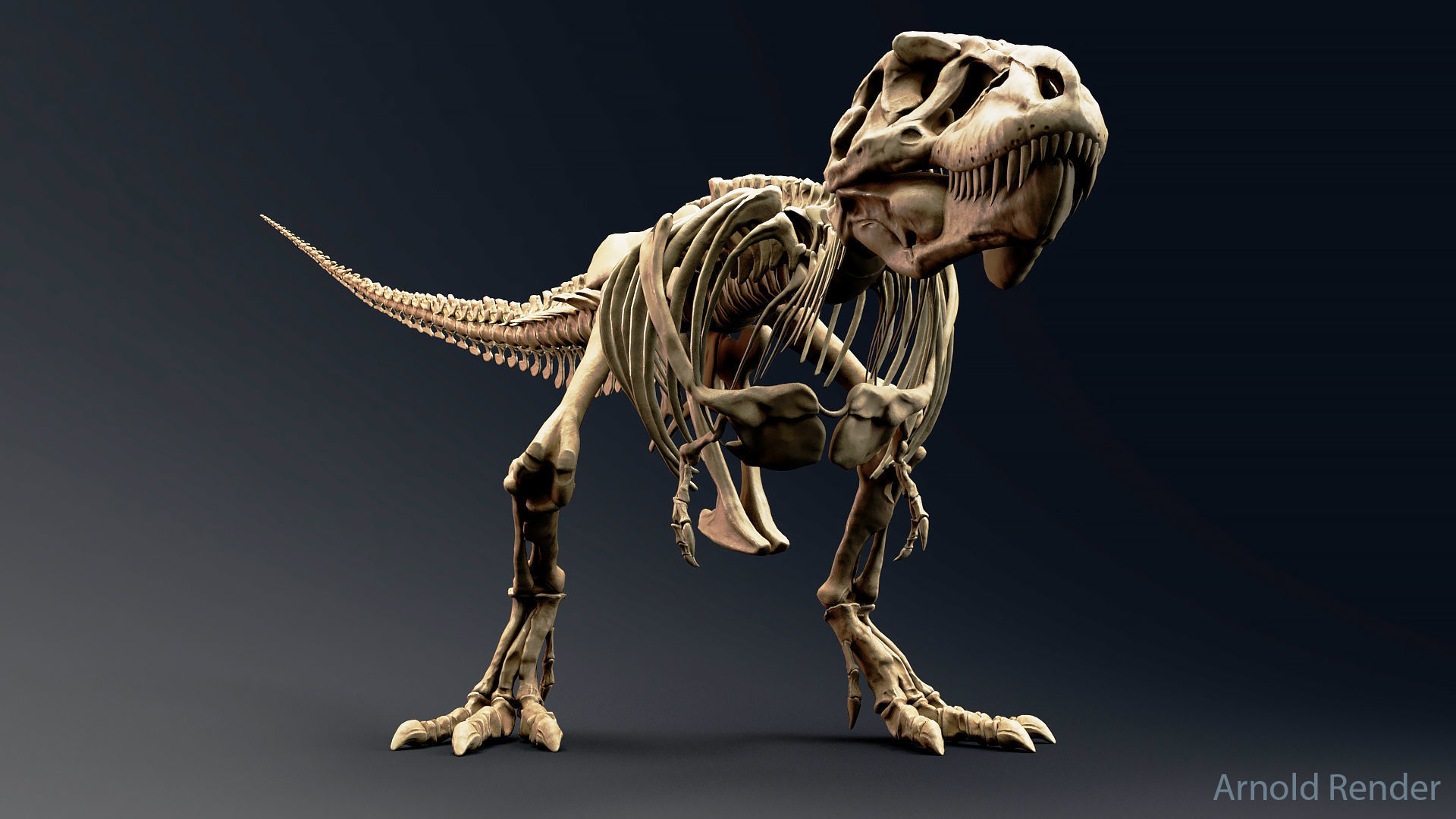 Dinosaur Tyrannosaurus Rex Sue Skeleton -UnrealEngine and Unity  Low-poly 3D model_3