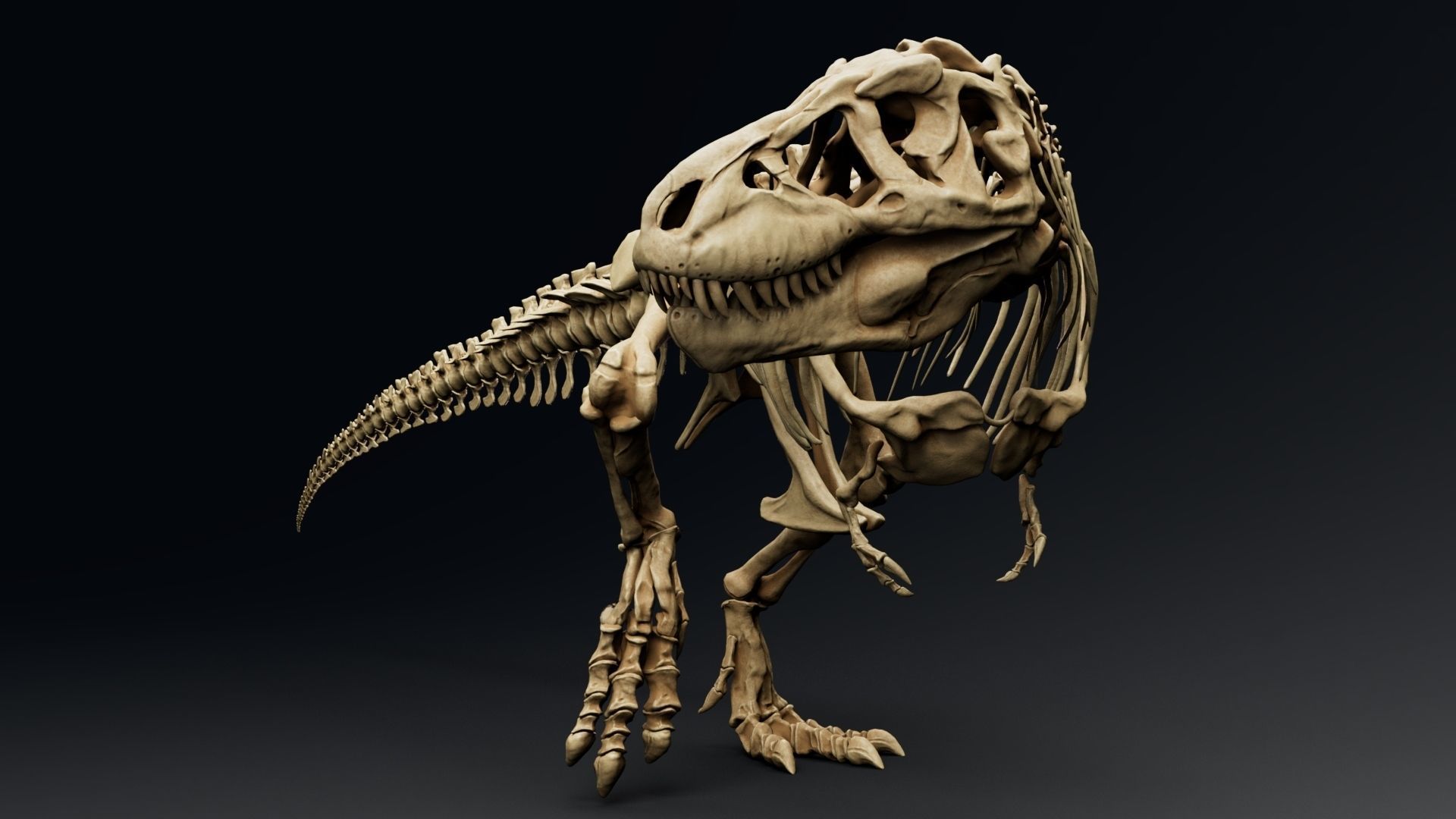 Dinosaur Tyrannosaurus Rex Sue Skeleton -UnrealEngine and Unity  Low-poly 3D model_5