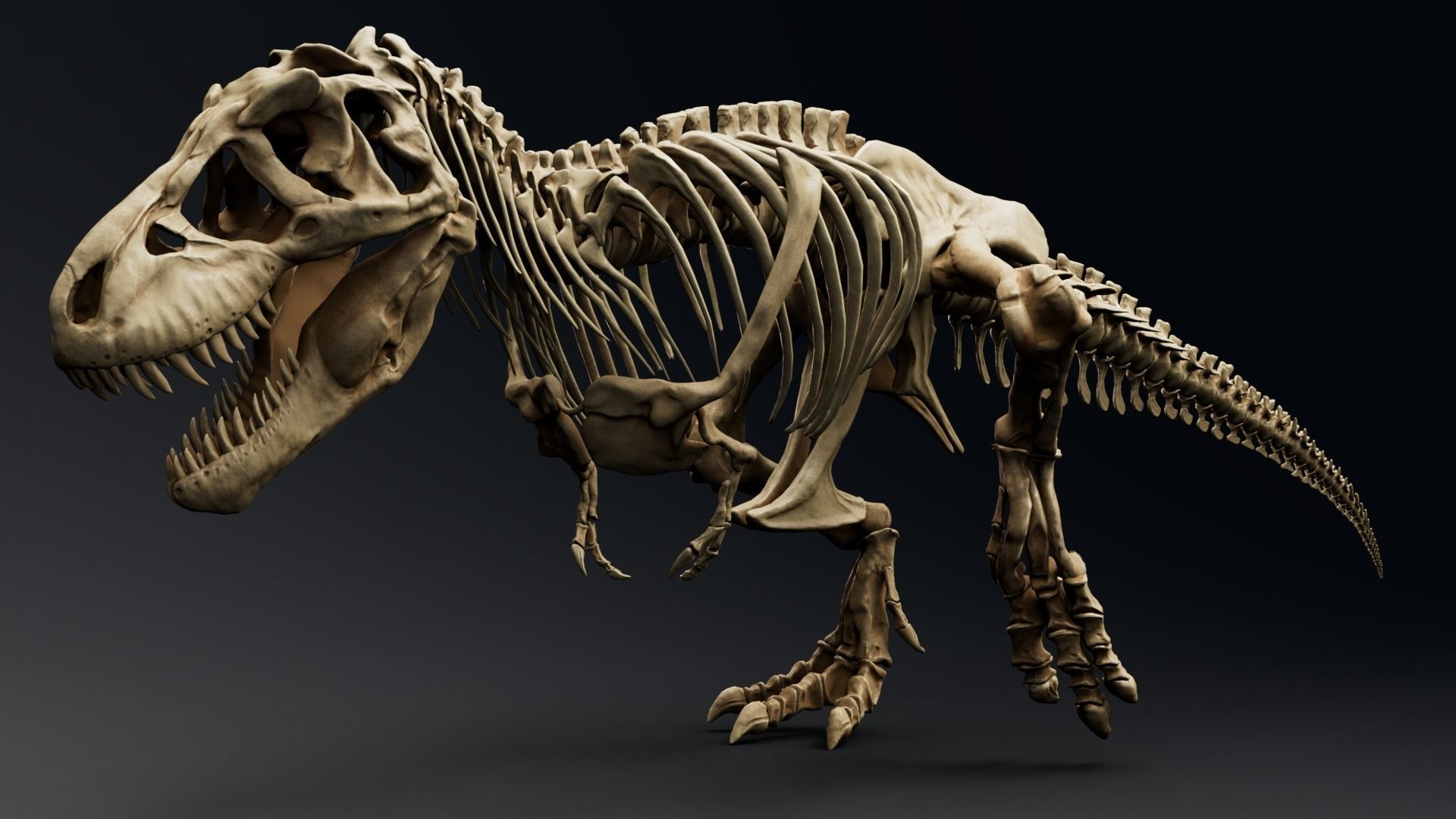 Dinosaur Tyrannosaurus Rex Sue Skeleton -UnrealEngine and Unity  Low-poly 3D model_6