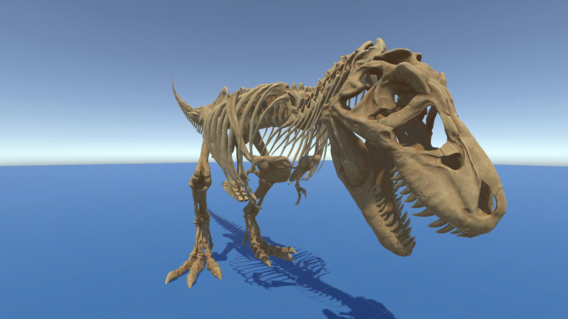 Dinosaur Tyrannosaurus Rex Sue Skeleton -UnrealEngine and Unity  Low-poly 3D model_24