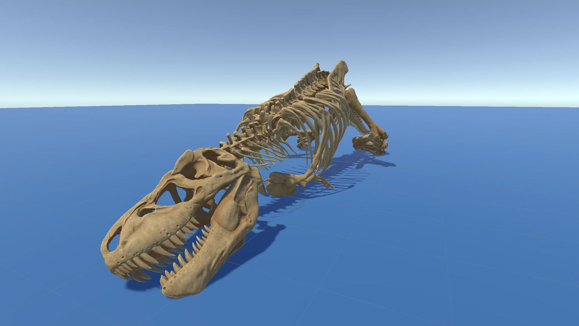 Dinosaur Tyrannosaurus Rex Sue Skeleton -UnrealEngine and Unity  Low-poly 3D model_25