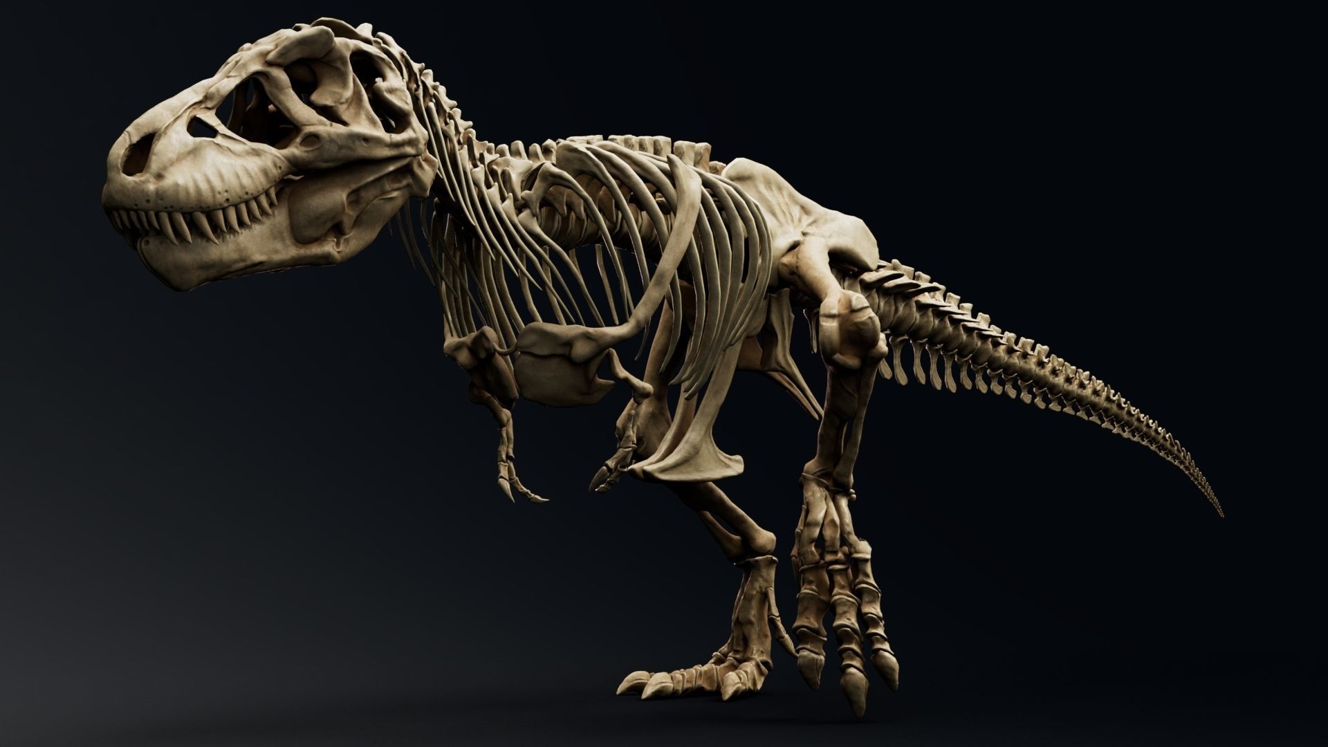 Dinosaur Tyrannosaurus Rex Sue Skeleton -UnrealEngine and Unity  Low-poly 3D model_4