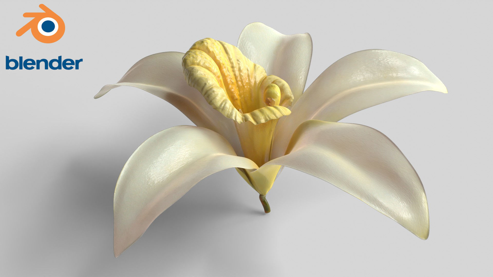Vanilla Flower Low-poly 3D model_15