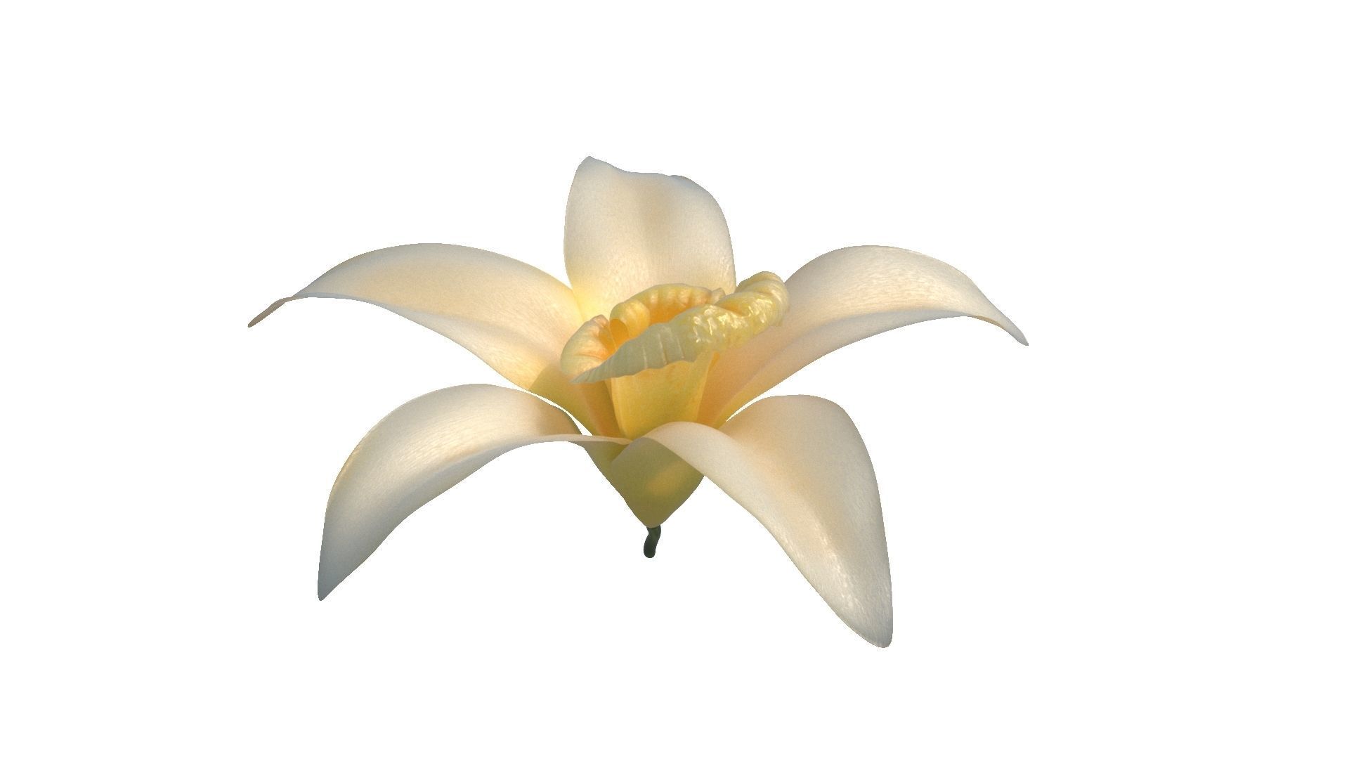 Vanilla Flower Low-poly 3D model_9