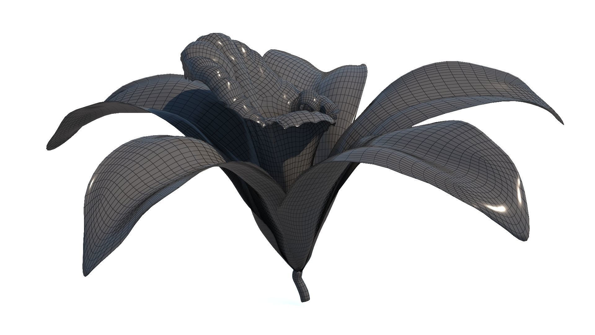 Vanilla Flower Low-poly 3D model_16