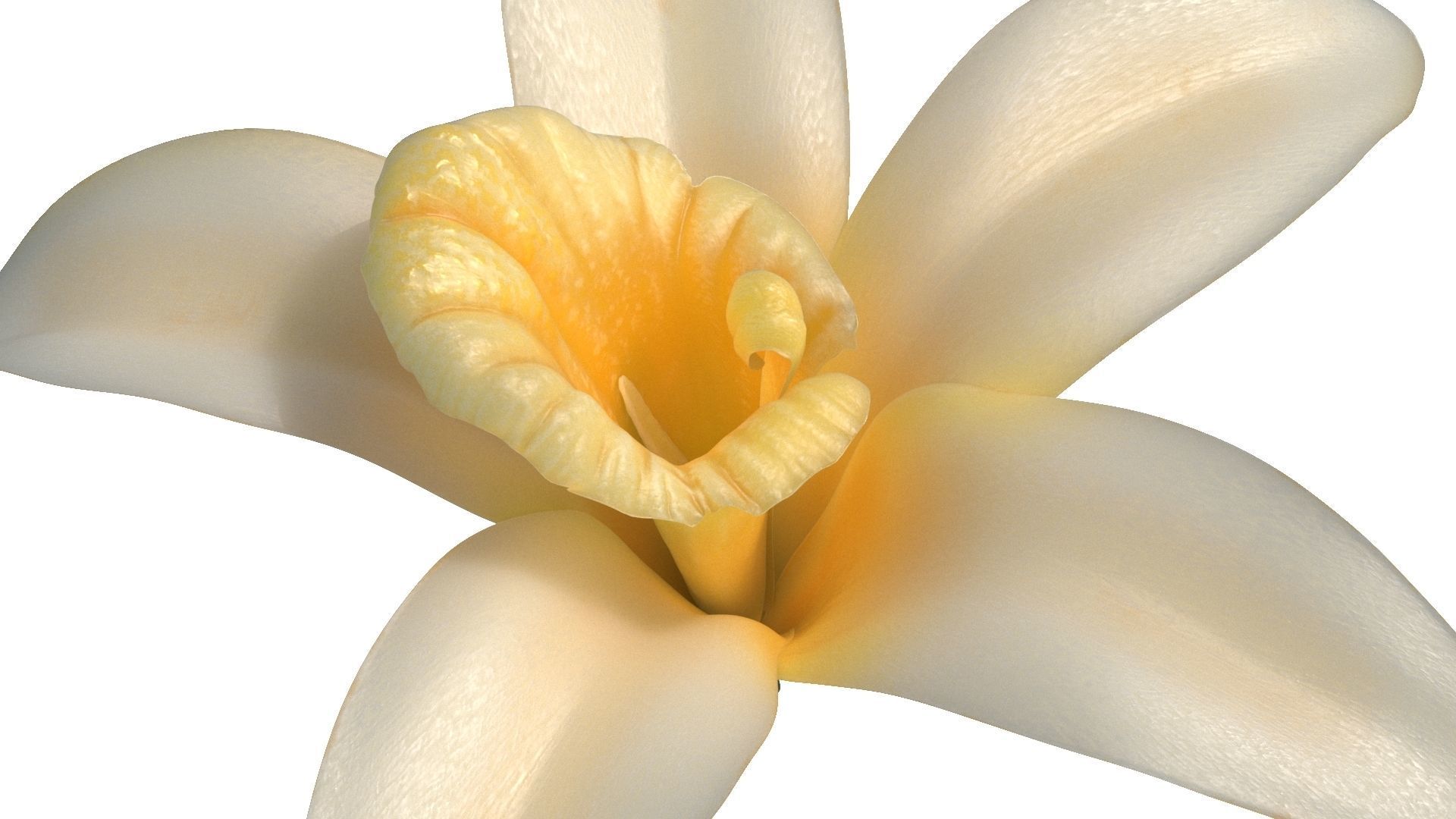 Vanilla Flower Low-poly 3D model_3