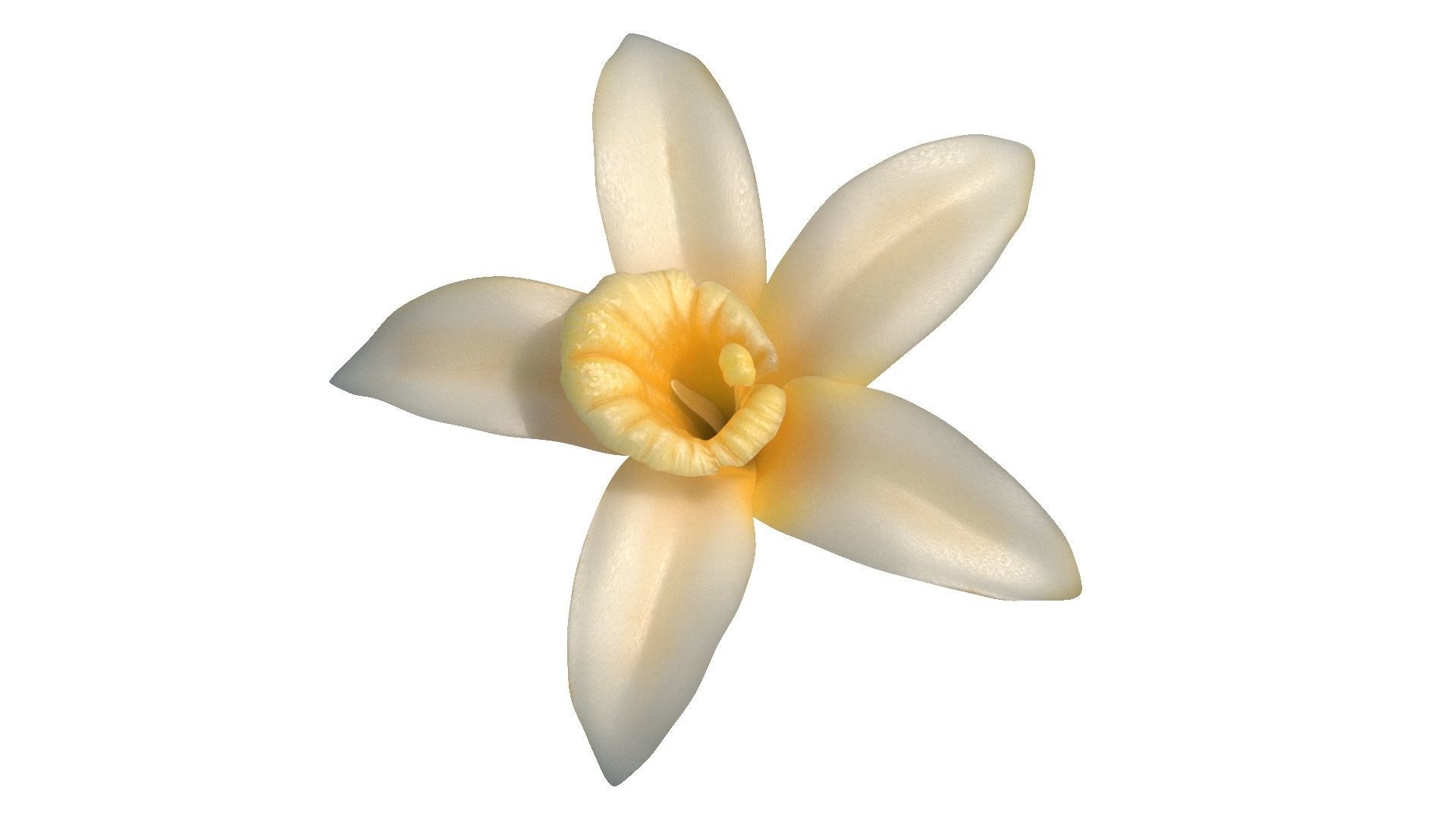 Vanilla Flower Low-poly 3D model_2