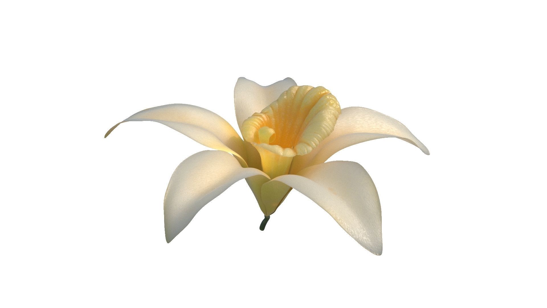 Vanilla Flower Low-poly 3D model_11