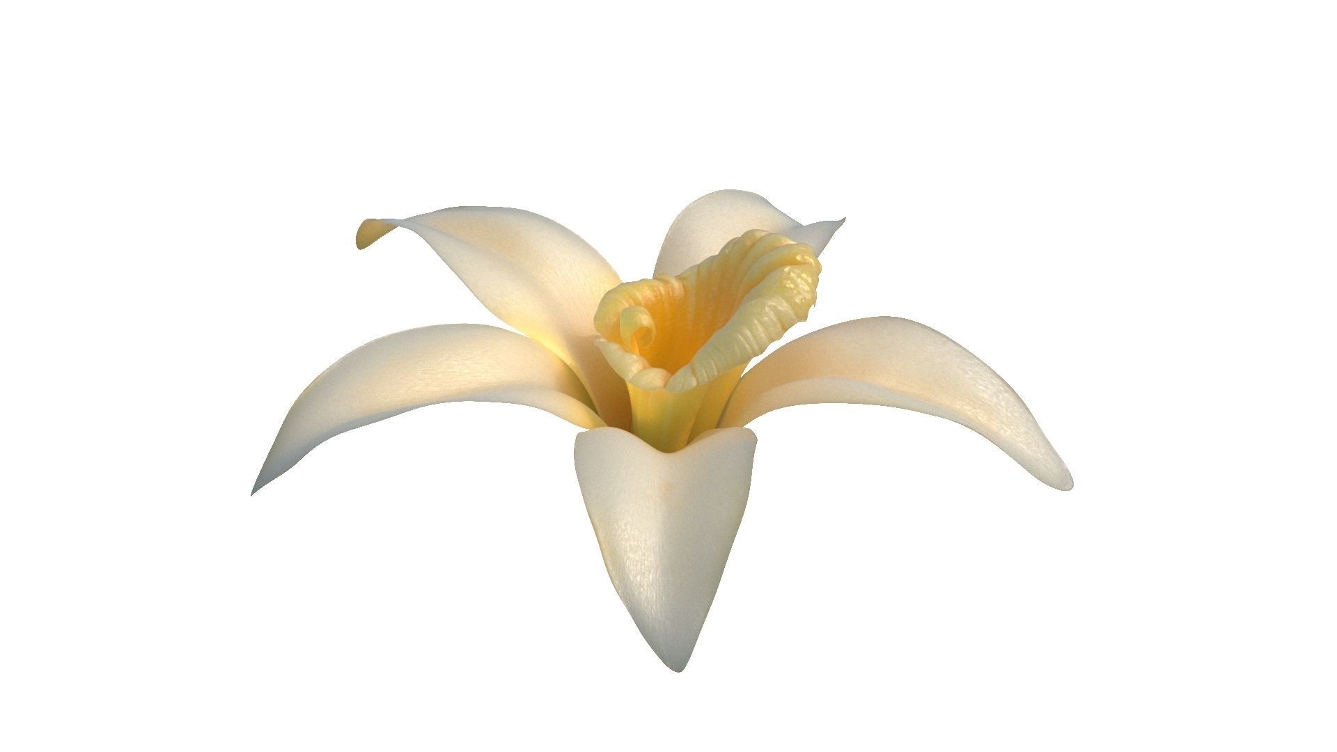 Vanilla Flower Low-poly 3D model_10