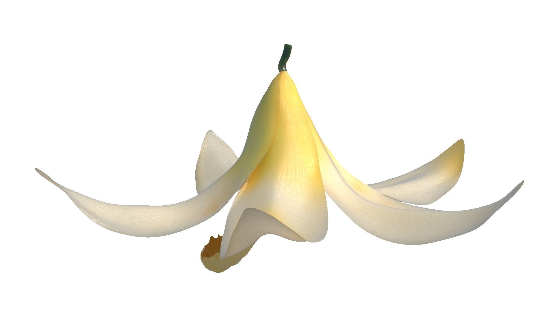 Vanilla Flower Low-poly 3D model_5