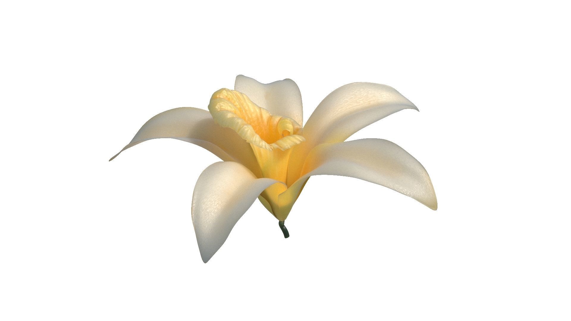Vanilla Flower Low-poly 3D model_6