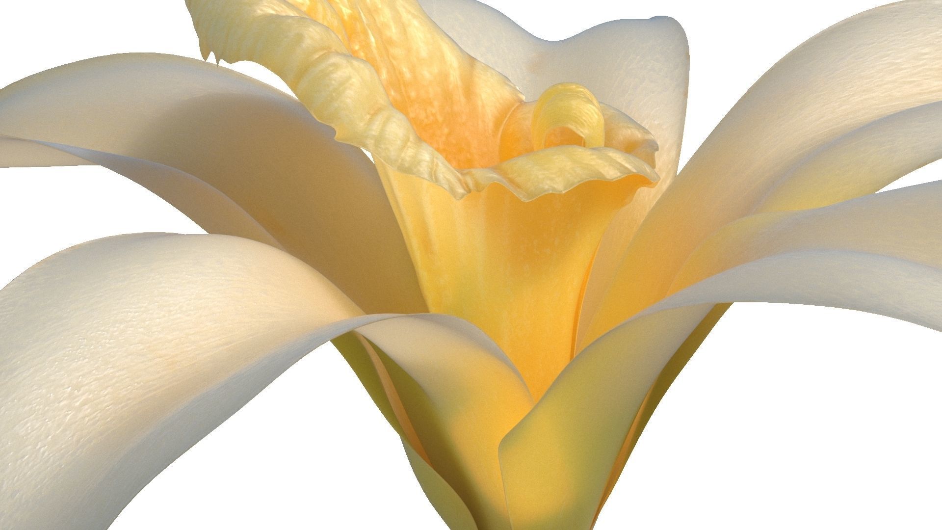 Vanilla Flower Low-poly 3D model_4