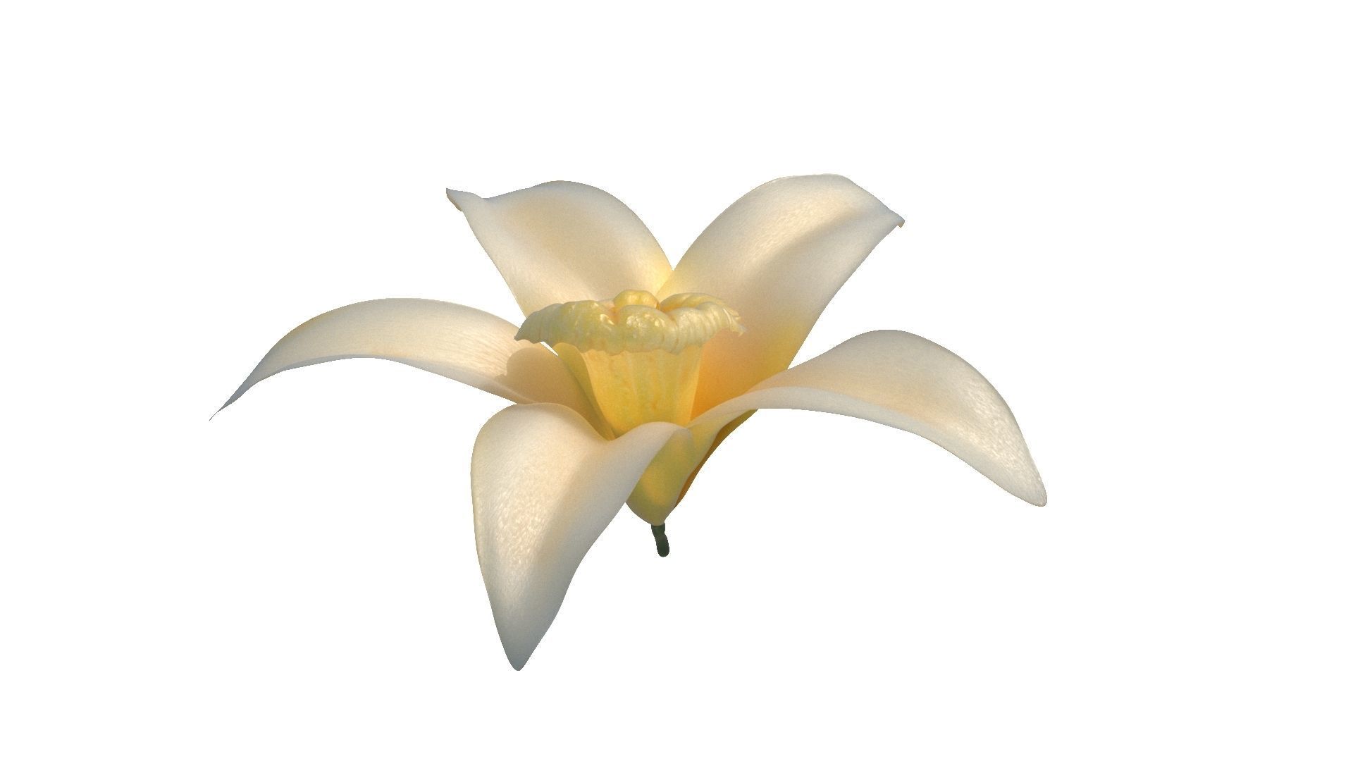 Vanilla Flower Low-poly 3D model_8