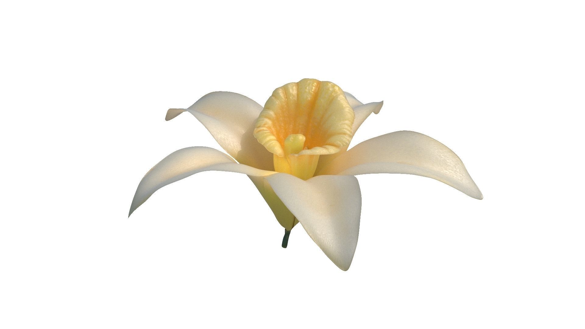 Vanilla Flower Low-poly 3D model_12