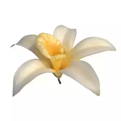 Vanilla Flower Low-poly 3D model