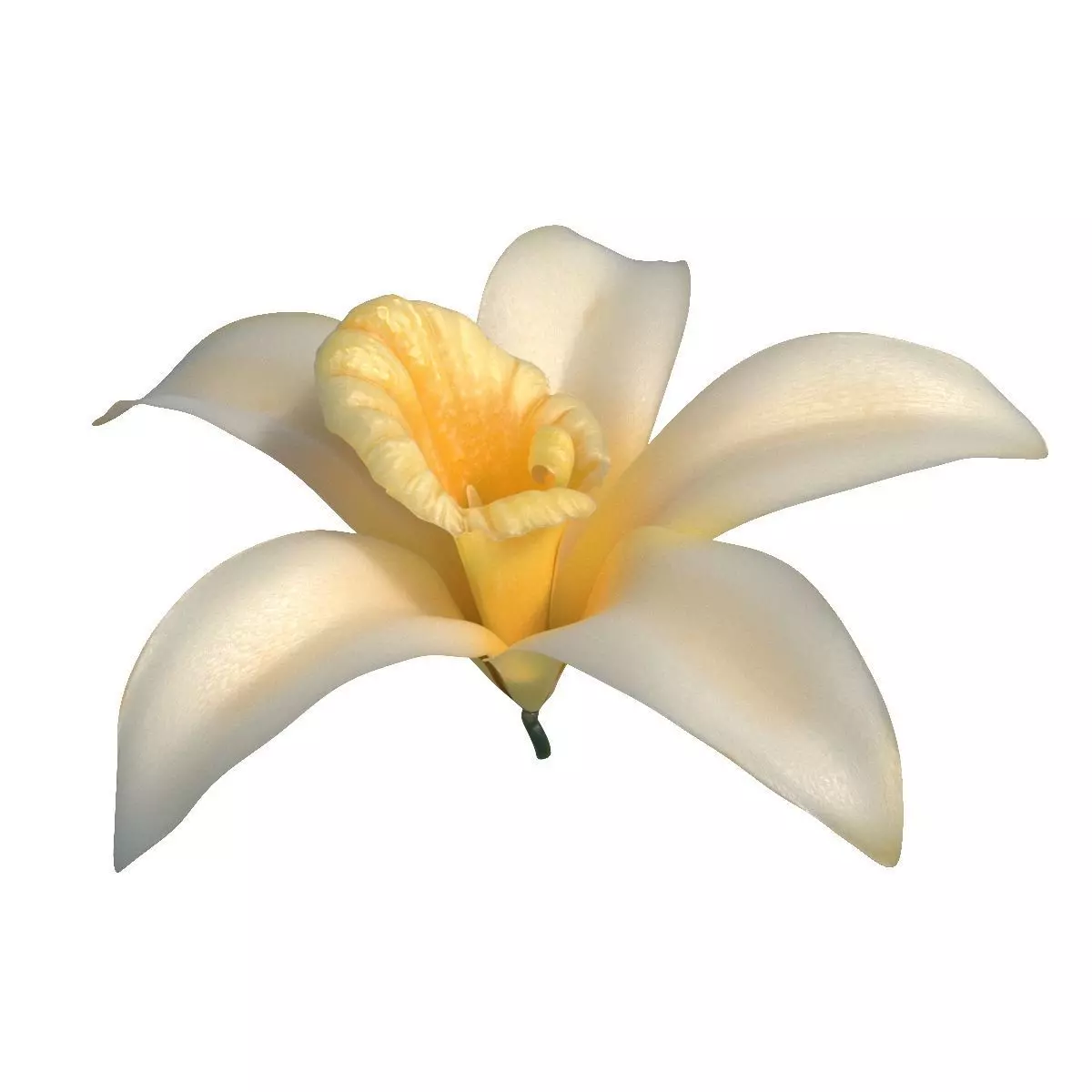 Vanilla Flower Low-poly 3D model_0