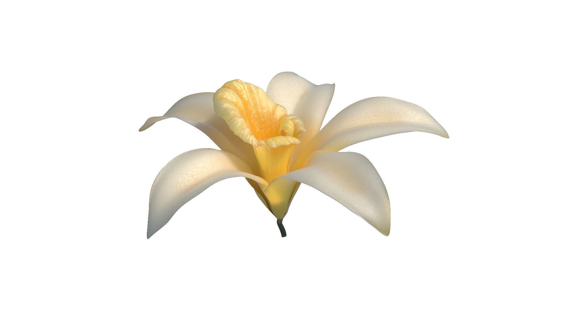 Vanilla Flower Low-poly 3D model_14