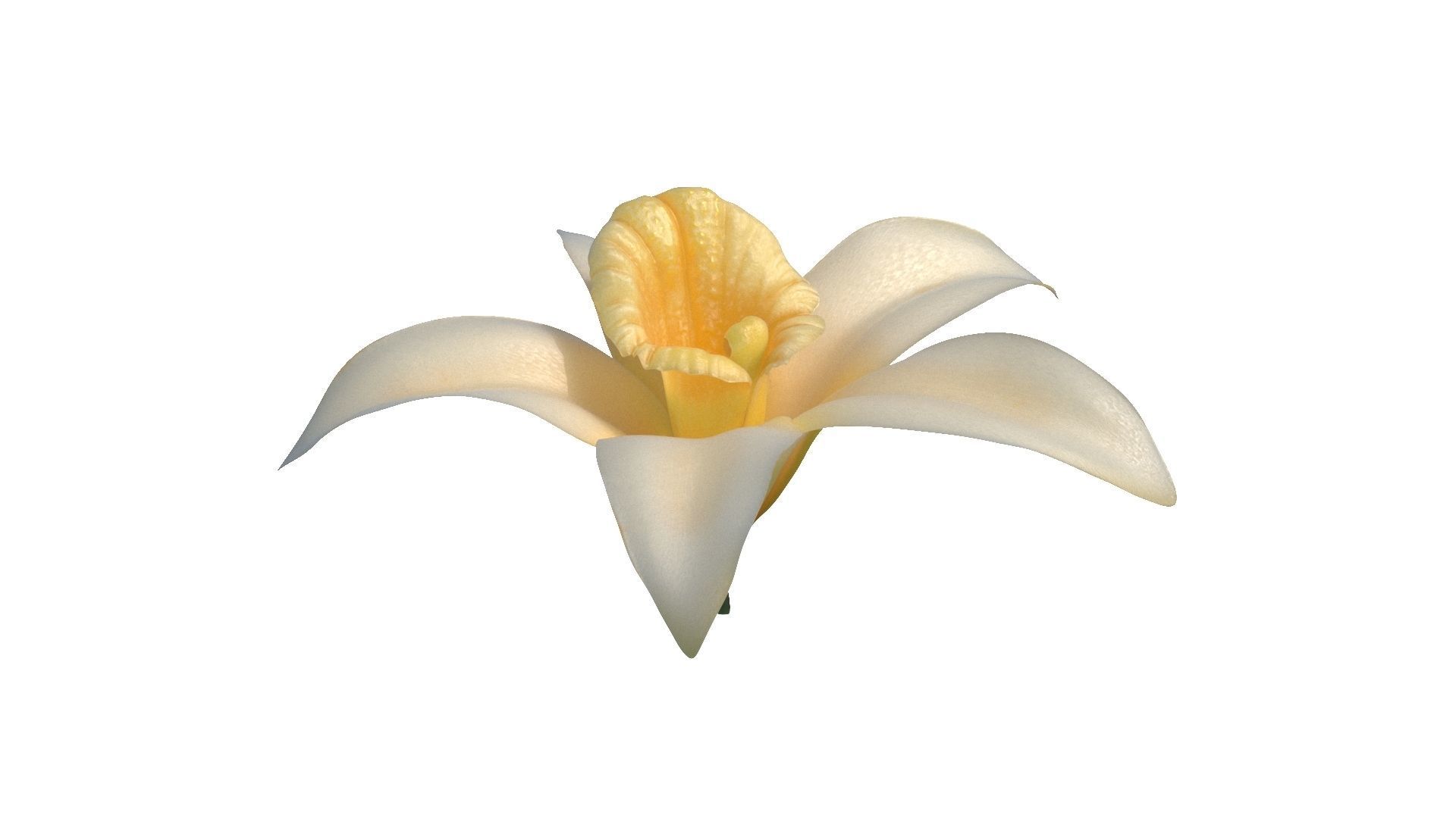 Vanilla Flower Low-poly 3D model_13