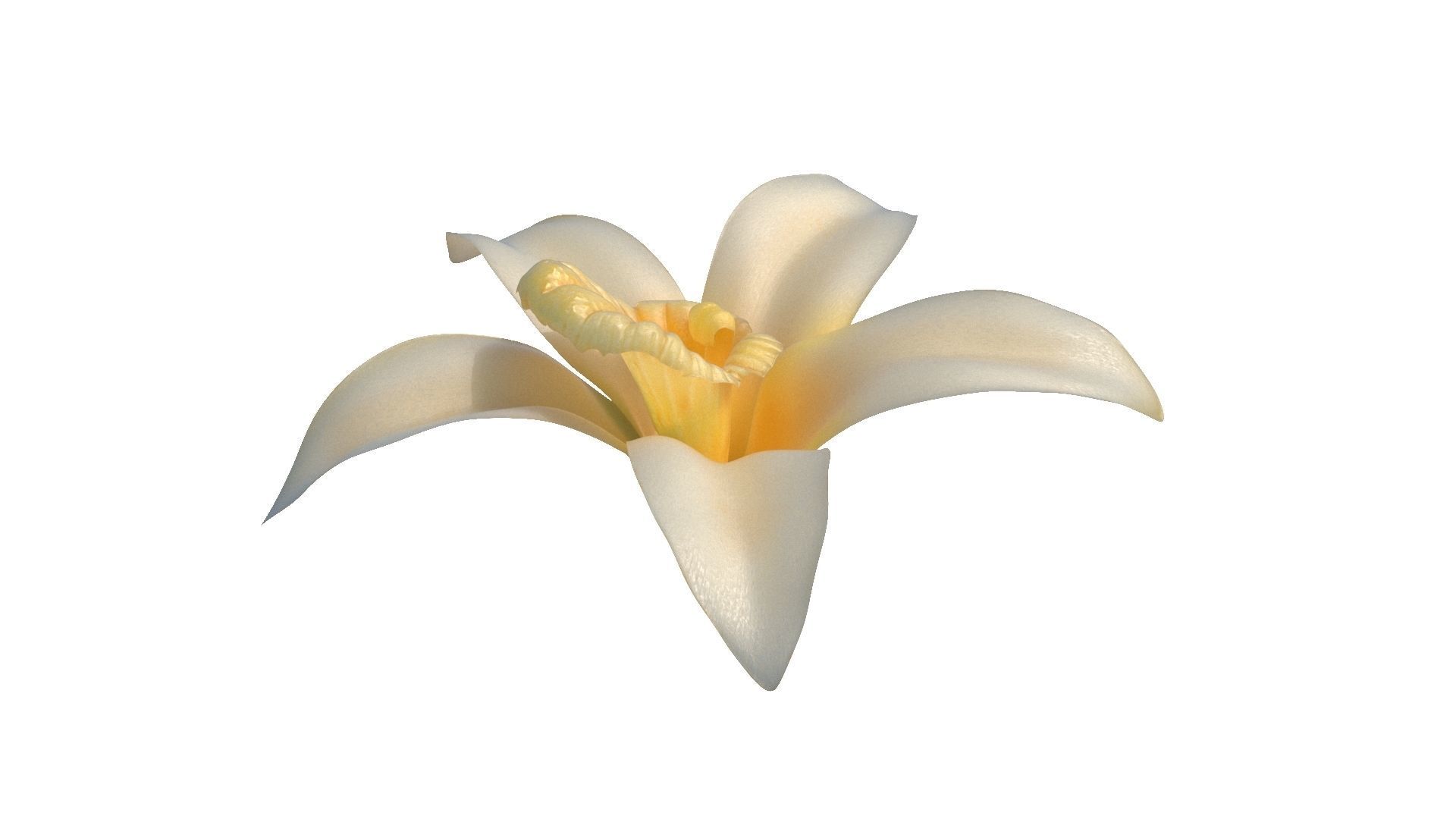 Vanilla Flower Low-poly 3D model_7